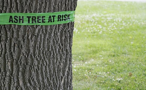 A sign wrapped around an ash tree warning of potential emerald ash borer damage. Photo: iStock