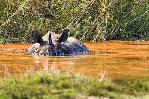Geneva Biodiversity Conference: Countries debate ‘aspirational goals‘ amid unprecedented biodiversity loss
