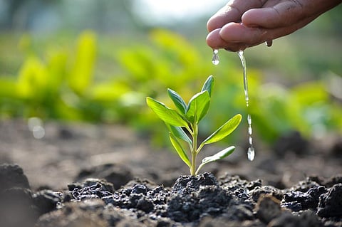 Evaluating collaborative governance in Panchayat plantation programme in Odisha