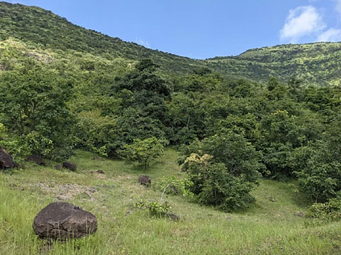 Study identifies potential areas for discovering new plant species in Indian grasslands