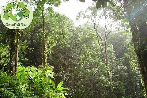 अंतर्राष्ट्रीय वानिकी दिवस 21 मार्च 2022: वन, सतत उत्पादन और खपत