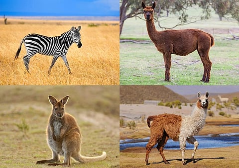 Zebras, llamas, alpacas, wallabies, oryxes and a few others were imported at the Statue of Unity jungle safari park at an expense of Rs 5.47 crore over three years between 2019 and 2021. Photos: iStock