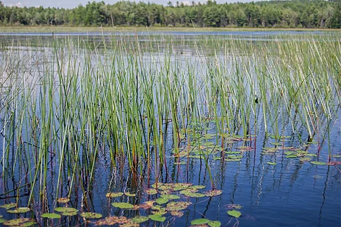 फोटो : विकिमीडिया कॉमन्स