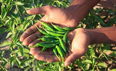 Chilli is a high investment crop with farmers investing around Rs 80,000-100,000 per acre. Photo: iStock