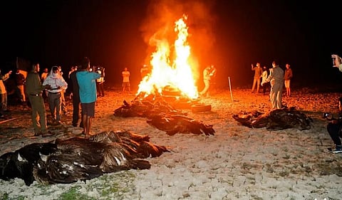 Dead Himalayan Griffon vultures being cremated in Kamrup, Assam. Photo: Prasanna