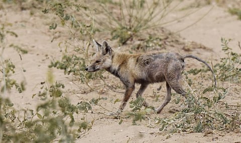 A desert fox infected with mange in Jaisalmer district, Rajasthan. Photo: Radheshyam Bishnoi