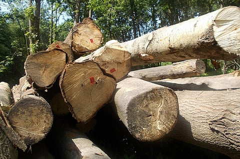 तो क्या आर्थिक खुशहाली के लिए बर्बाद किए जा रहे हैं जंगल, अध्ययन से उठा सवाल