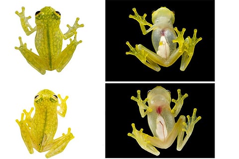 फोटो : जर्नल पीरजे