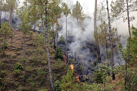 बढ़ते तापमान के कारण हिमालय के जंगलों में आग लगने की चेतावनी जारी की गई है। फाइल फोटो: विकास चौधरी