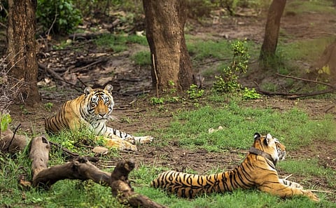 There were 23 full grown tigers and four cubs at the reserve in 2021. Photo: iStock