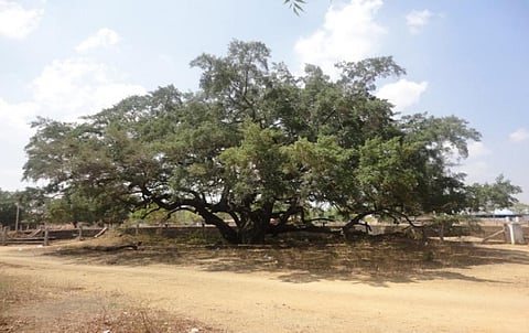 A 500-year-old ‘Ceylon Iron Wood’ tree (Manikara hexandra) is protected as a sacred grove in Koratti village near Kundrakudi close to Karaikudi in Sivagangai district of Tamil Nadu. The goddess ‘Panachi Muniyamman’ or ‘Kaliyamman’ is represented only by a stone slab under this tree. Photo: V Sundararaju