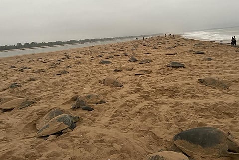 The arribada at Rushikulya. Photo: Ashis Senapati