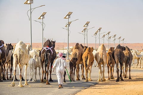 Saudi Arabia reports 6 new MERS cases, 4 deaths in last 6 months