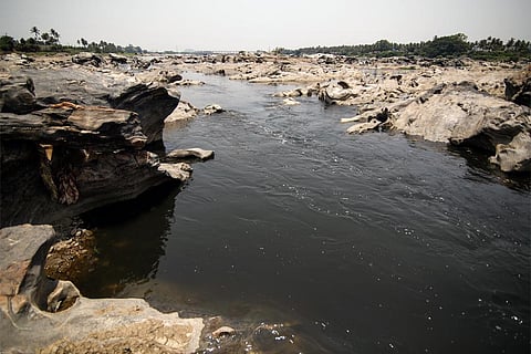 कावेरी में मौजूद माइक्रोप्लास्टिक जैसे प्रदूषक मछलियों में पैदा कर रहे हैं विकृति