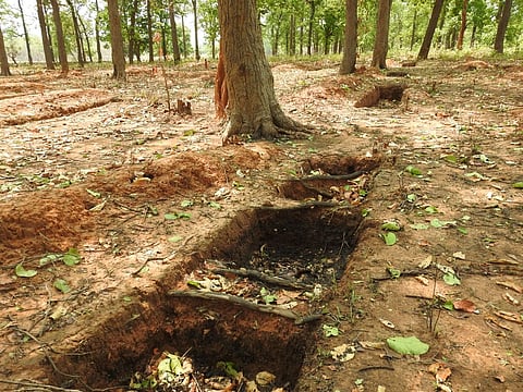 Deep percolation pits in Odisha forests harmful for local flora, fauna, say experts