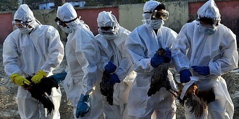Culling of chickens and ducks underway after bird flu confirmed in Bihar’s Supaul