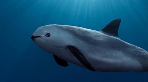 Extinction threat: Vaquita porpoise global population down to only 10