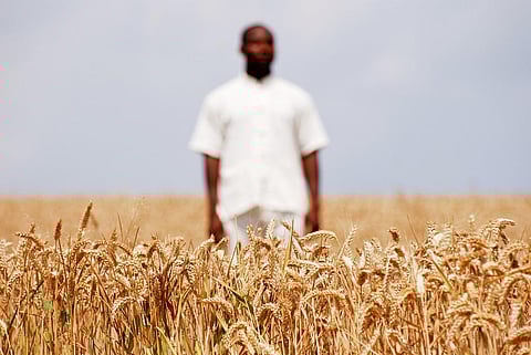 Russia-Ukraine crisis highlights Africa’s need to diversify its wheat sources