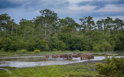An African forest elephant and a herd of African forest buffaloes congregate at a ‘Bai’ or mineral lick in the Congo rainforest. Photo: iStock