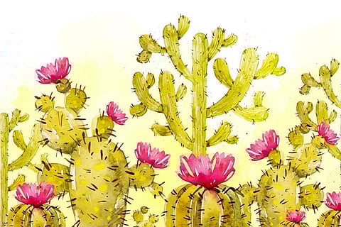 जलवायु में आते बदलावों से कैक्टस की 60 फीसदी प्रजातियों पर मंडराया खतरा