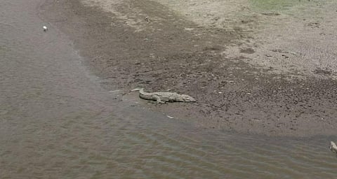 A mugger crocodile in the nearly-dry Jawai reservoir. Photo: Rudrapratap