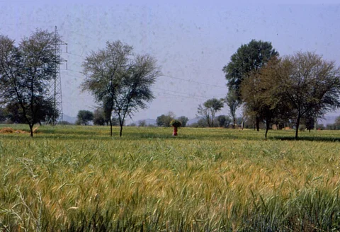 India bans wheat export