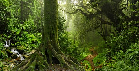 Nitrogen levels on a decline in ‘nitrogen-rich world’, plants and animals may face consequences: Study