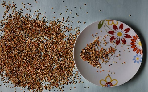 Pulses form the bulk of 'Zaid' or summer crops. Photo: Vikas Choudhary / CSE