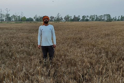 मार्च में पड़ी तेज गर्मी की वजह से हरियाणा में गेहूं के उत्पादन पर बड़ा असर पड़ा है। फोटो: मनदीप पूनिया