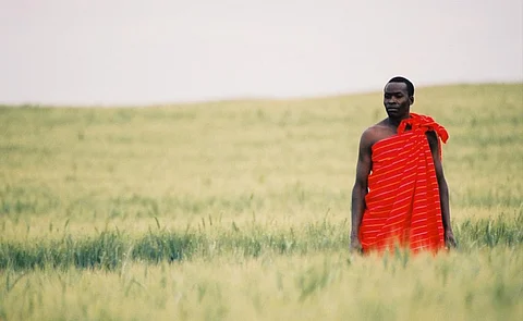 A Masai tribesman stands in a wheat field in Nakuru, Kenya. As many as 25 African countries, including many least developed countries, import more than one third of their wheat from the Russian Federation and Ukraine. Photo: iStock
