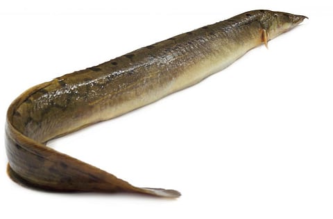 Anguilla bengalensis or Indian eel. Most eel groups possess less economic value. Photo: iStock