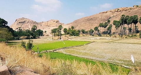 Arittapatti in Madurai district,Tamil Nadu, has been identified as a biodiversity heritage site. Photo: Tamil Nadu Biodiversity Board