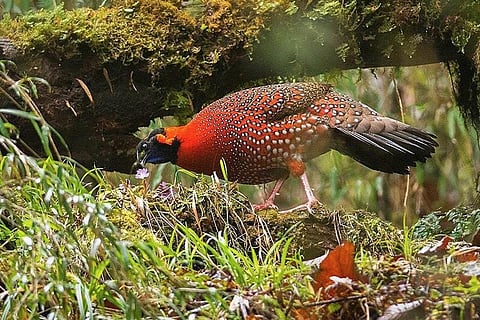 फोटो: केंद्रीय पर्यावरण, वन और जलवायु परिवर्तन मंत्रालय