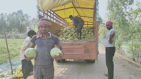 भीषण गर्मी का असर तरबूज की खेती पर भी पड़ा है। फोटो: अरविंद शुक्ला