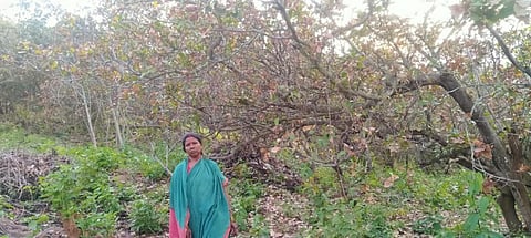 Cashew farmers in Odisha to suffer losses as tea mosquito bug destroys crops