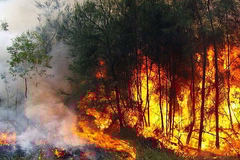 क्या जंगल में लगने वाली आग के चलते भारत में घट सकता है सौर ऊर्जा उत्पादन