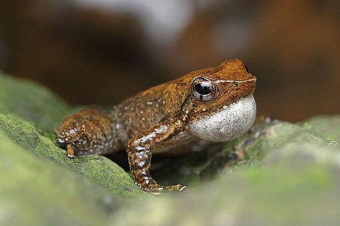 Large share of India’s threatened endemic species in Kerala, Tamil Nadu and Karnataka: Study