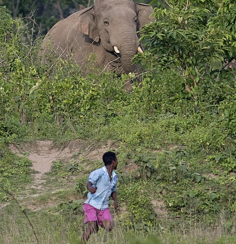 A wild elephant charges a man on the Indo-Nepal border. Photo: iStock