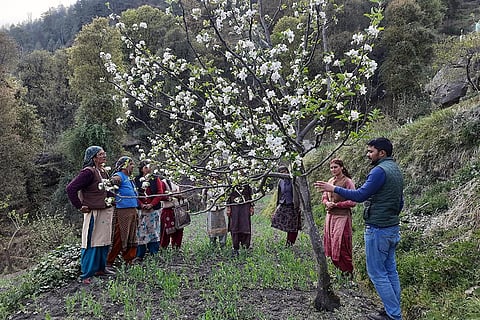 हिमाचल प्रदेश के शिमला जिले में सेब के बागीचों में हुई फ्लावरिंग का निरीक्षण करते बागवान