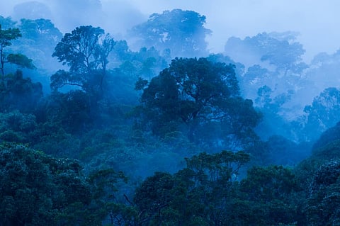 Forests in the tropics are critical for tackling climate change — yet the people showing how are being exploited