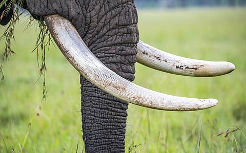 The ivory recovered in Hoogly belongs to elephants from South Africa and Thailand, it has been reported. Photo: iStock