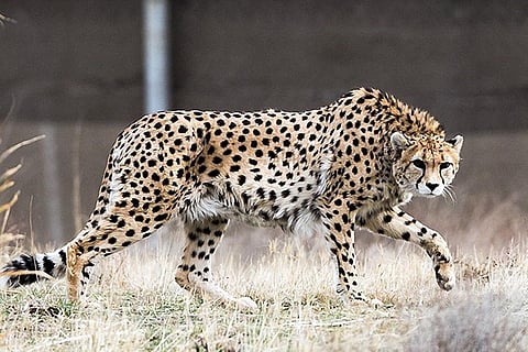 A great reason to celebrate International Tiger Day with the Cheetah