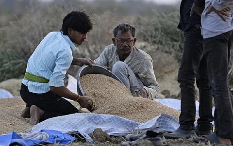 मार्च-अप्रैल में भीषण गर्मी की वजह से गेहूं के उत्पादन पर असर पड़ा है। फोटो: विकास चौधरी