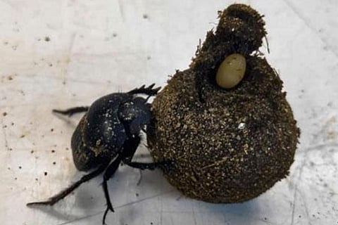 नई प्रजाति का गुबरैला: जो बीमारी को रोकने तथा खेतों में उर्वरता बढ़ाने में निभाता है अहम भूमिका