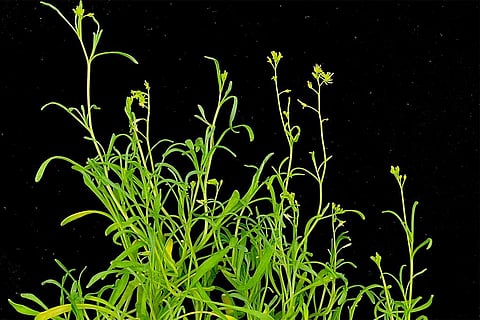 सरसों परिवार का एक खुरदरी शाखाओं वाला पौधा 'श्रेंकिएला परवुला'; फोटो: जोस डिनेनी