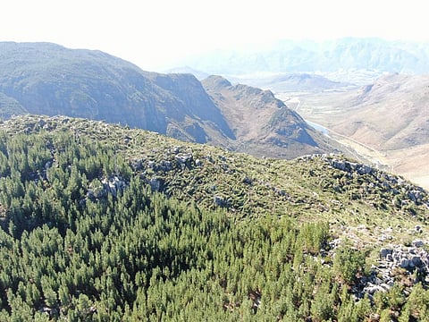 Removing alien plants can save water: We measured how much