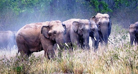 In Mahasamund district, an hour’s drive from state capital Raipur, about 60-70 villages witness elephant movement. Photo: Hathi Mitra group