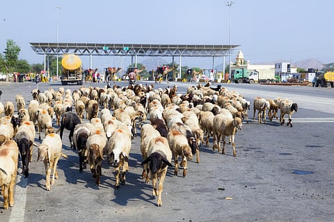 Most of India’s export emissions from cattle and sheep, import emissions from oil crops: Study