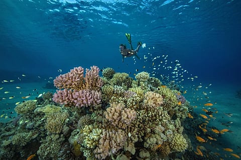 Corals and sea anemones turn sunscreen into toxins – understanding how could help save coral reefs
