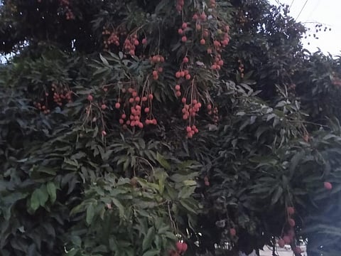 Bihar’s only litchi treatment plant defunct for 3 years